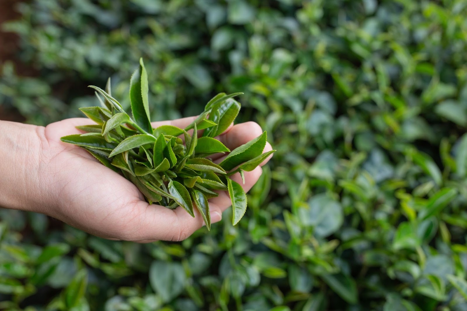 fresh-tea-leaves.jpg